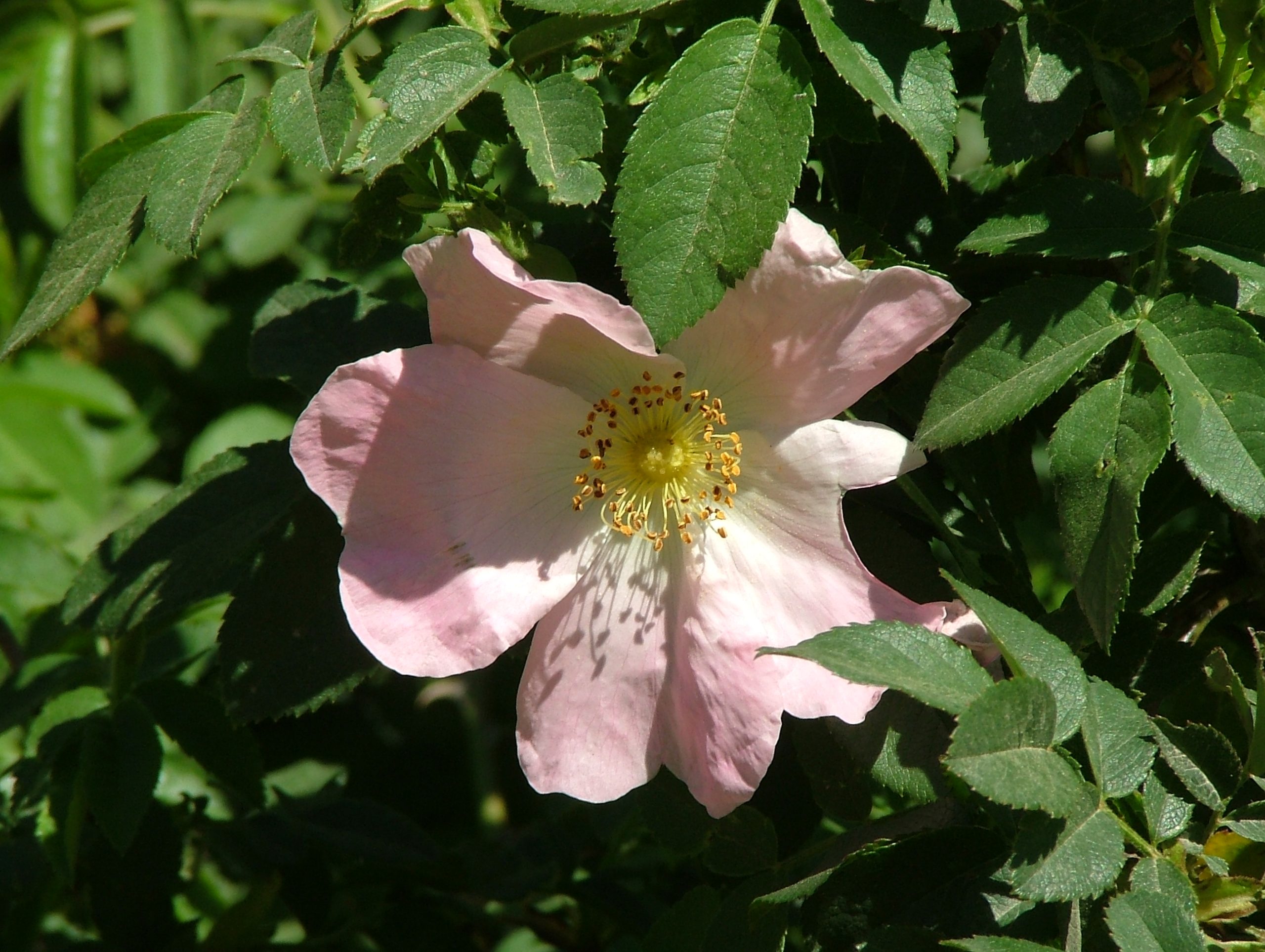 עלי ורד הכלב לחליטת מרפא / Dog Rose