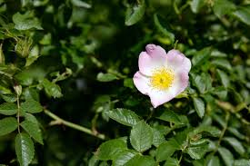 עלי ורד הכלב לחליטת מרפא / Dog Rose