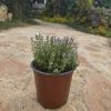 שתיל טימין / קורנית / Thymus vulgaris