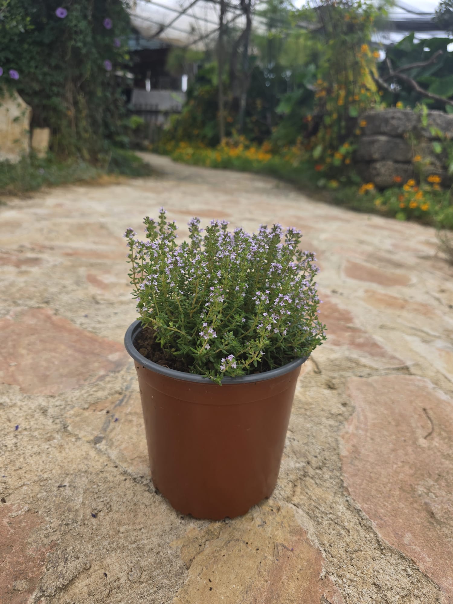 שתיל טימין / קורנית / Thymus vulgaris