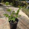 שתיל כרפס ריחני Wild Celery / Apium graveolens
