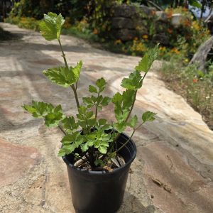 שתיל כרפס ריחני Wild Celery / Apium graveolens