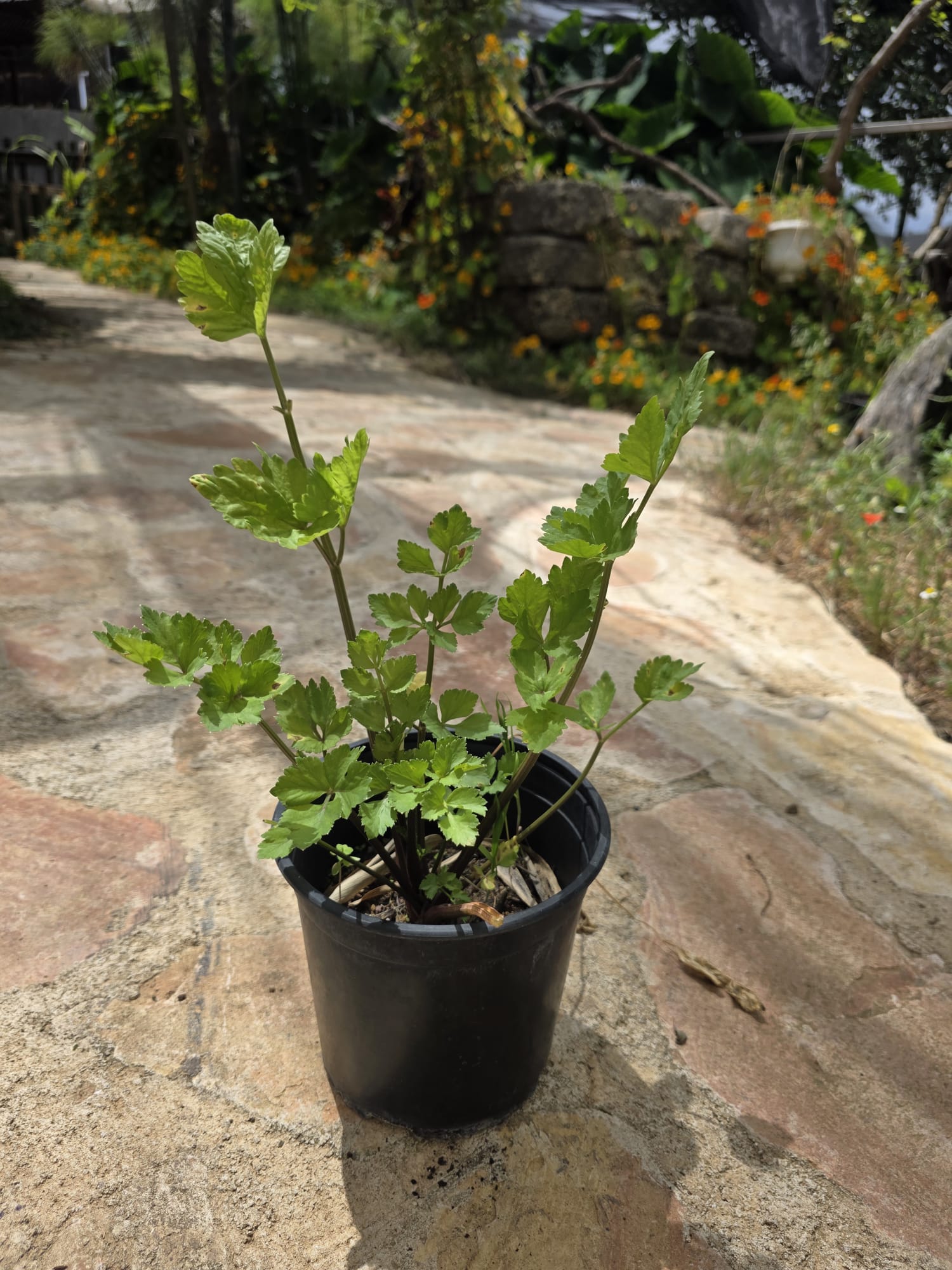 שתיל כרפס ריחני Wild Celery / Apium graveolens