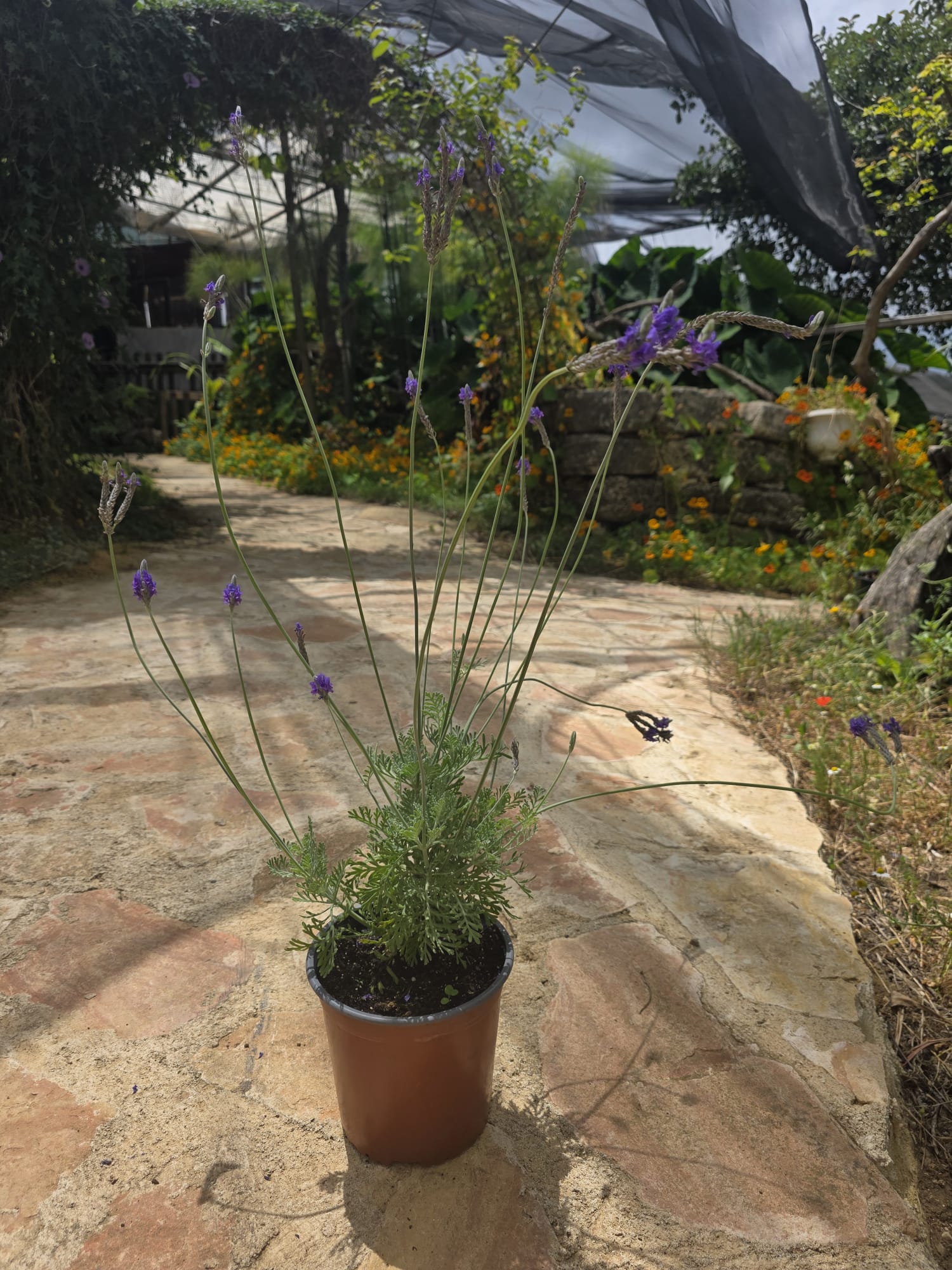 שתיל לבנדר / Lavandula