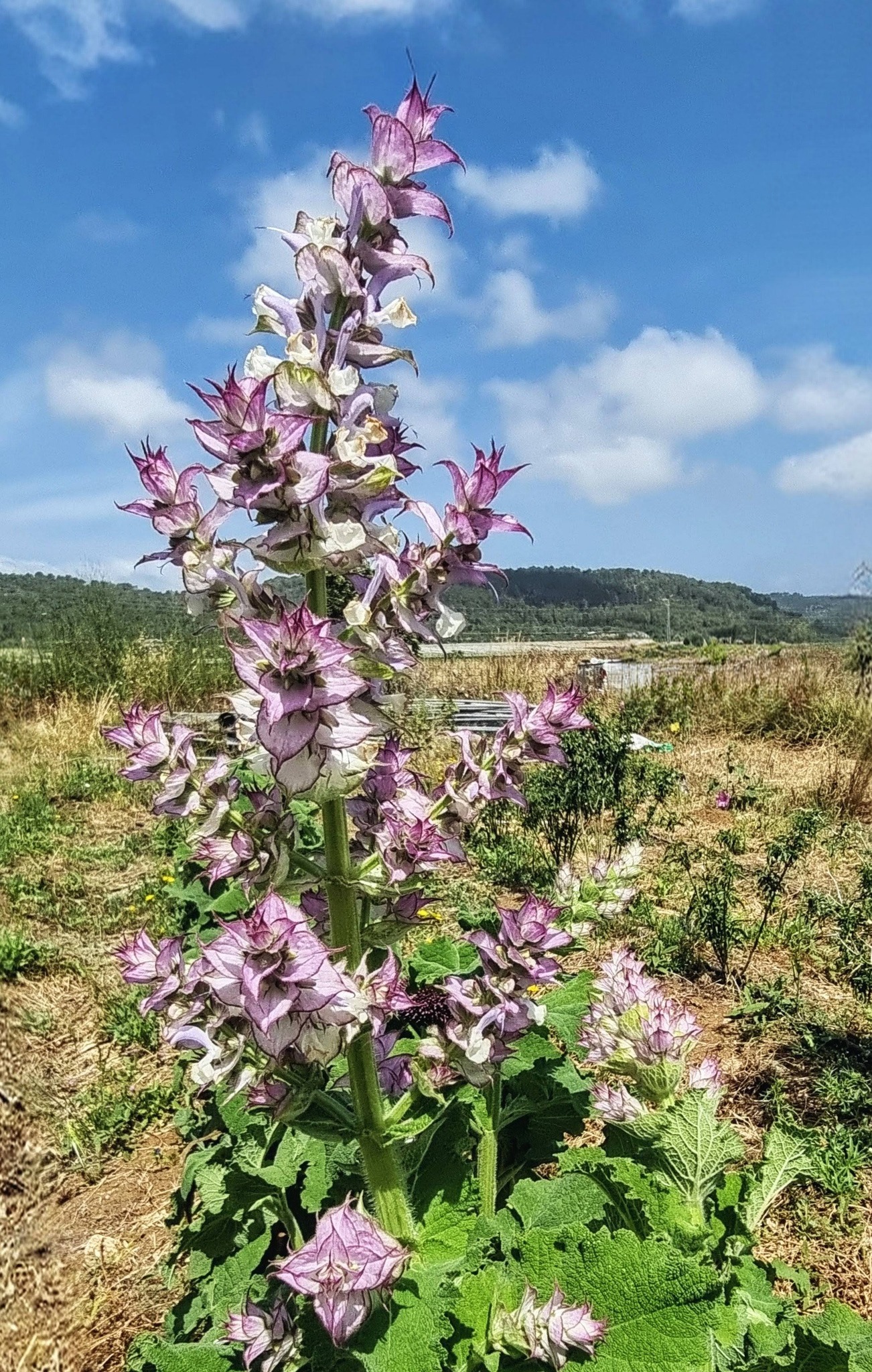 שתיל מרווה מרושתת / Salvia sclarea