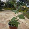 שתיל מרווה ריחנית / Salvia dominica