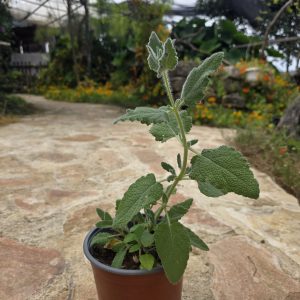 שתיל מרווה ריחנית / Salvia dominica