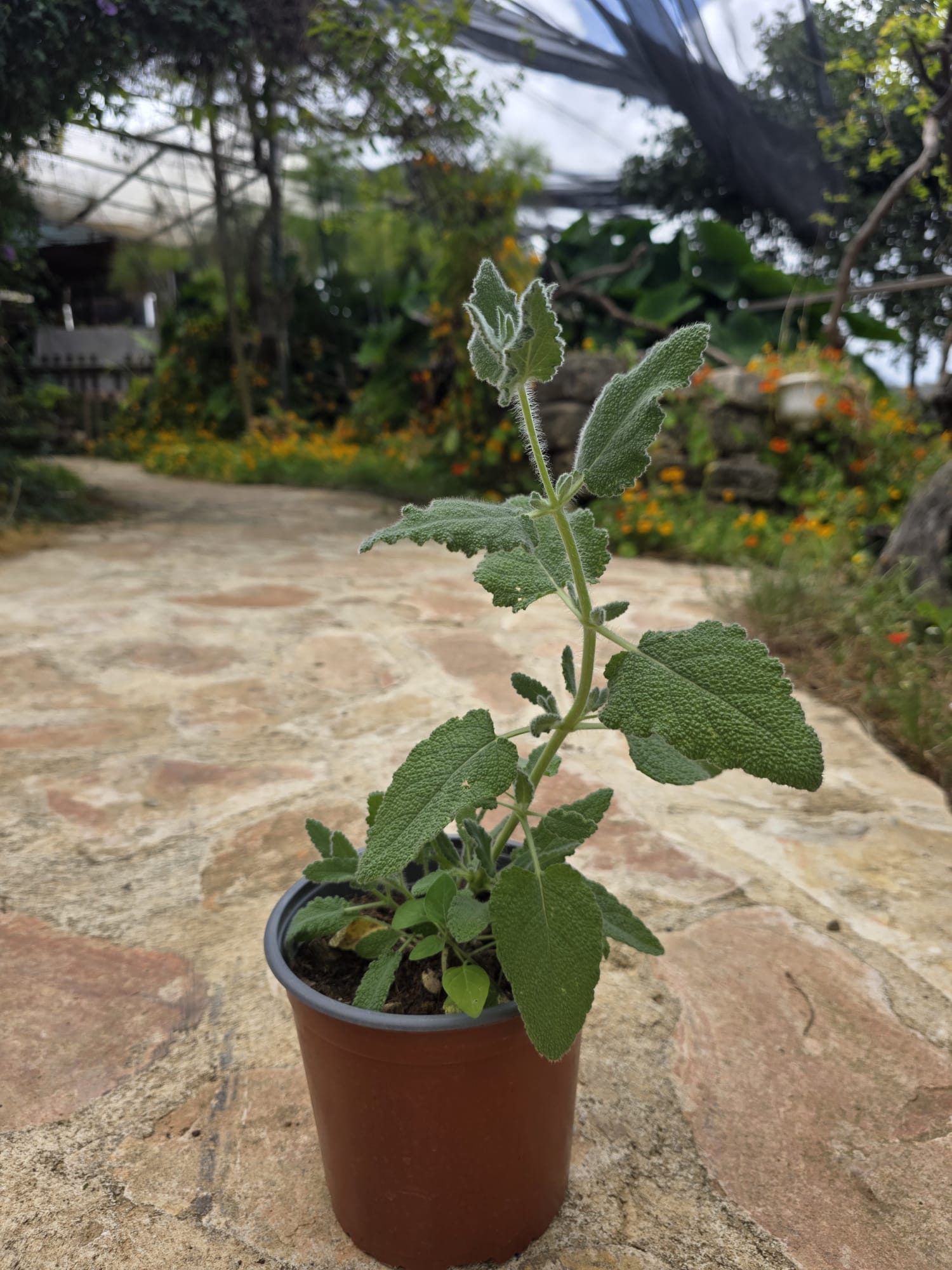 שתיל מרווה ריחנית / Salvia dominica
