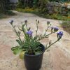 שתיל עדעד כחול / Limonium sinuatum