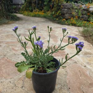 שתיל עדעד כחול / Limonium sinuatum