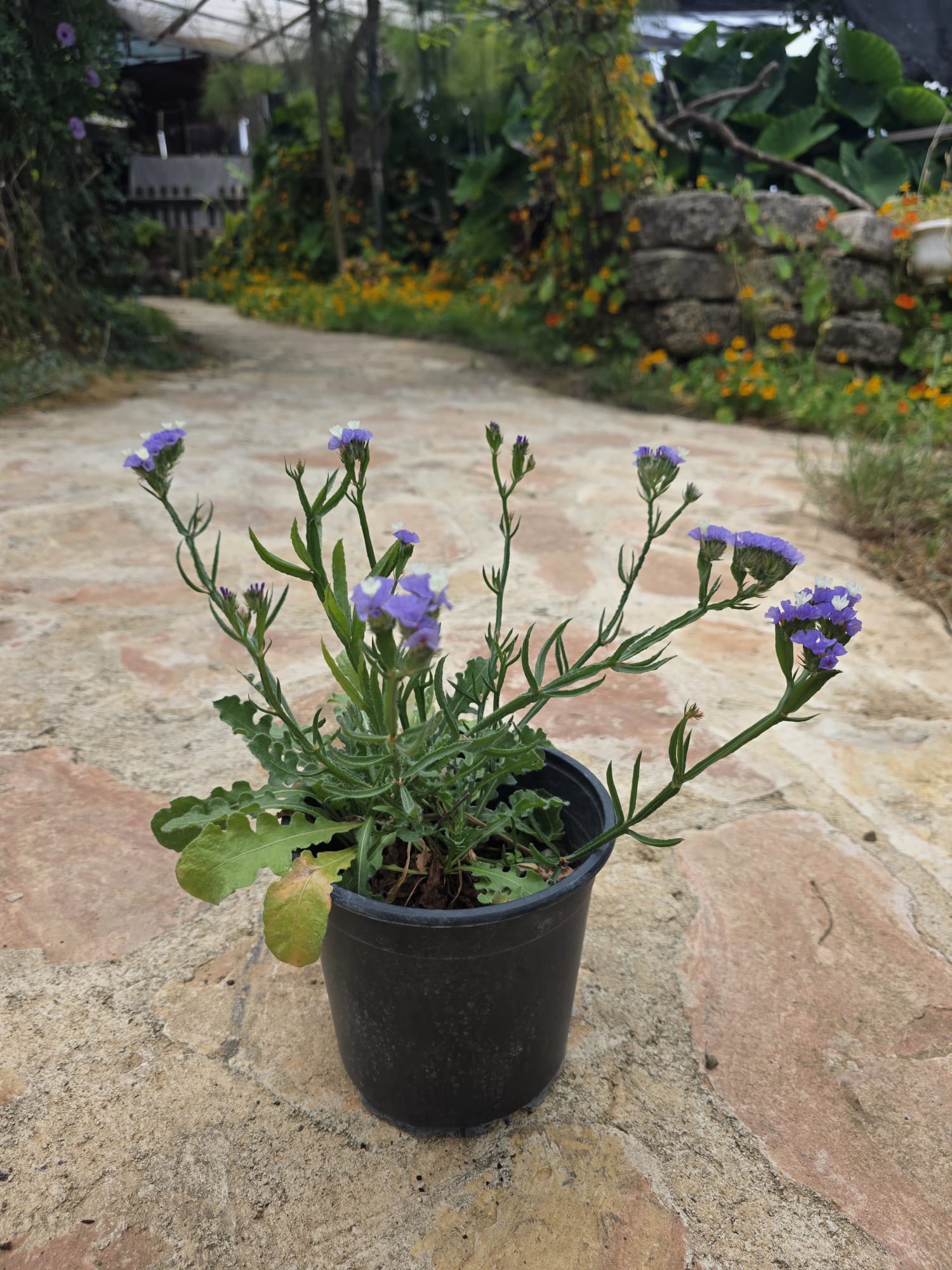 שתיל עדעד כחול / Limonium sinuatum