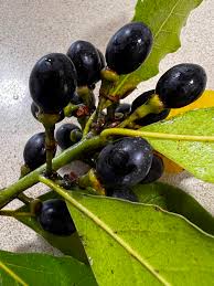 שתיל דפנה ער אציל – Laurus nobilis