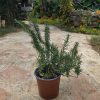 שתיל רוזמרין / Rosemary / Salvia rosmarinus