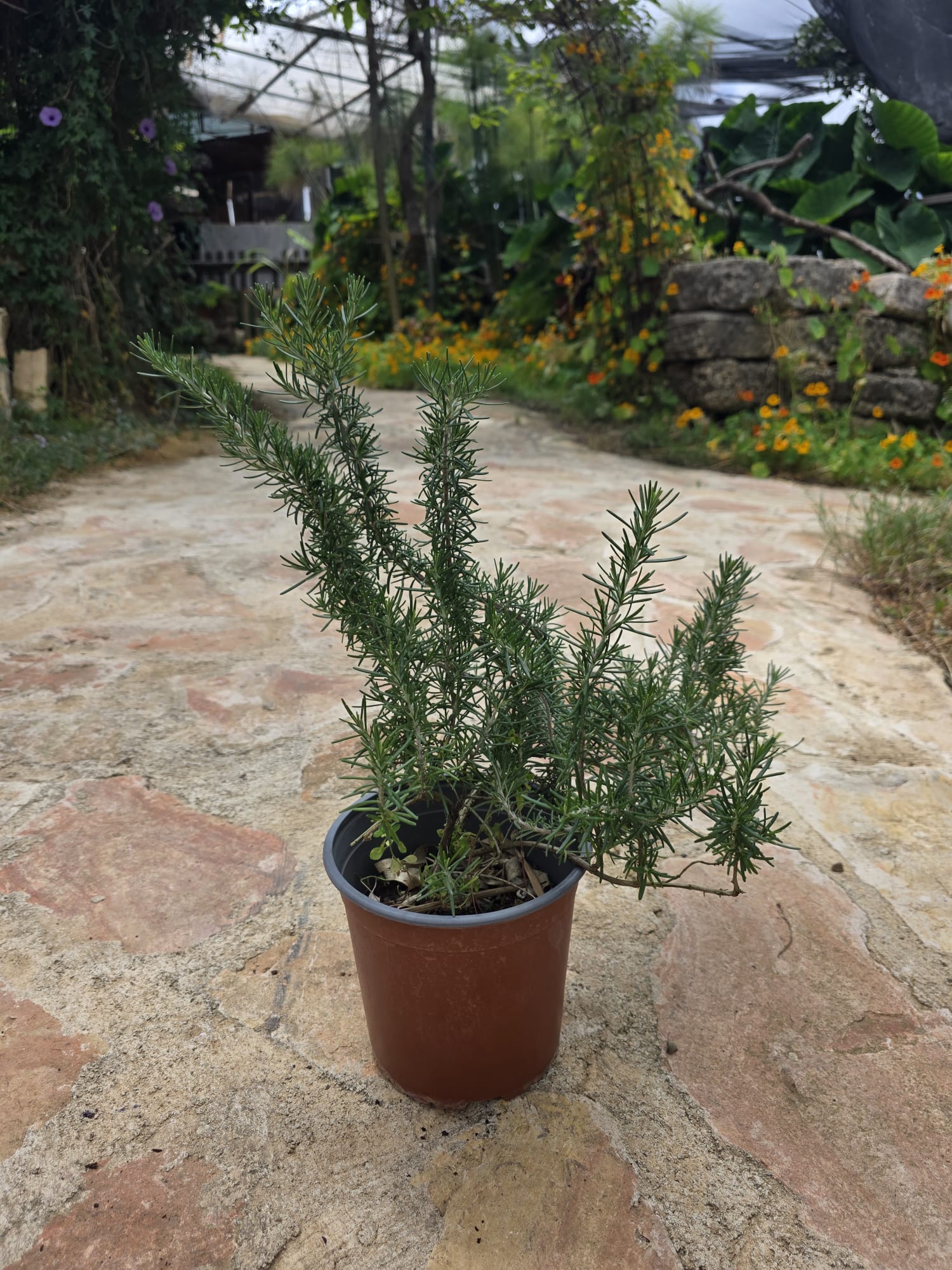 שתיל רוזמרין / Rosemary / Salvia rosmarinus