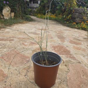 רותם המדבר / Retama raetam