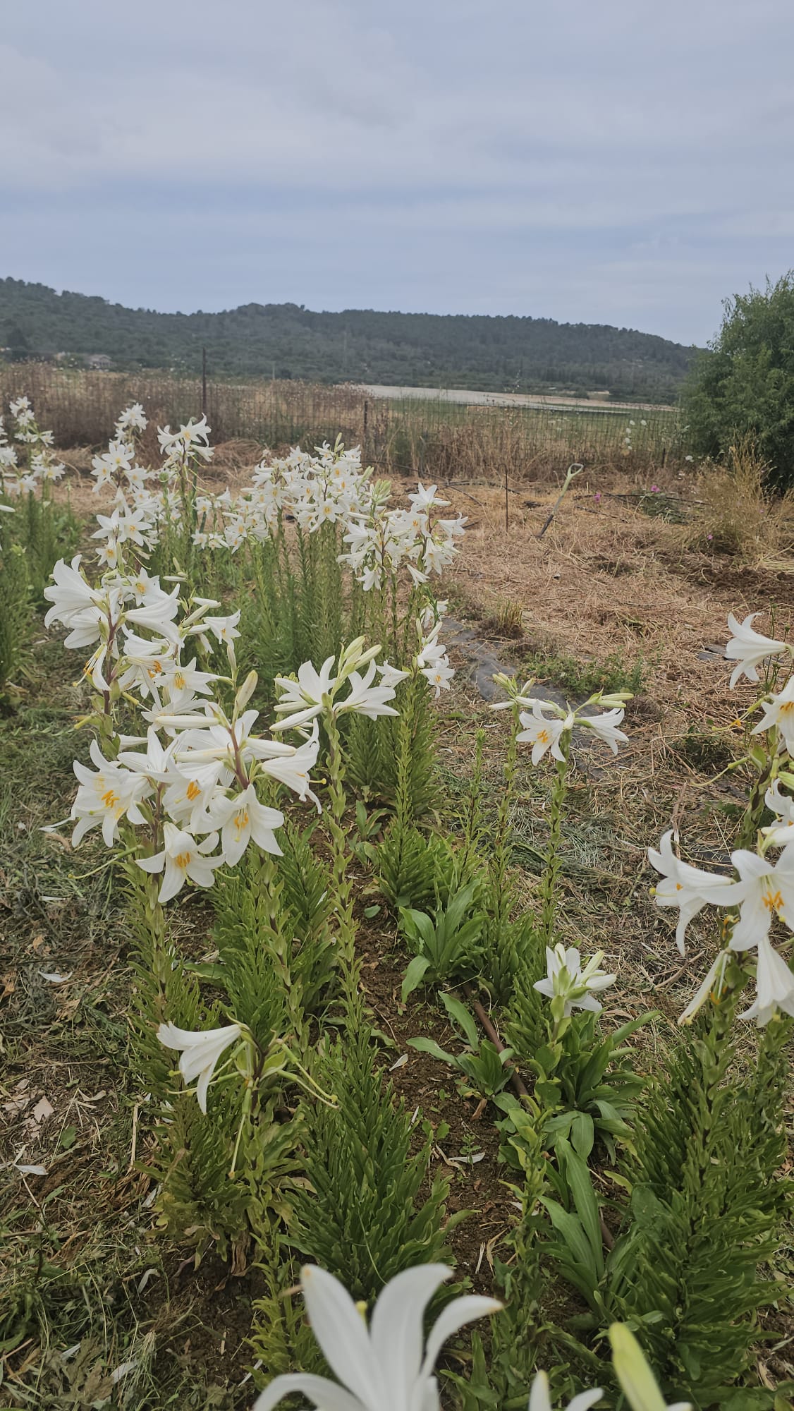 שתיל שושן צחור / Lilium candidum
