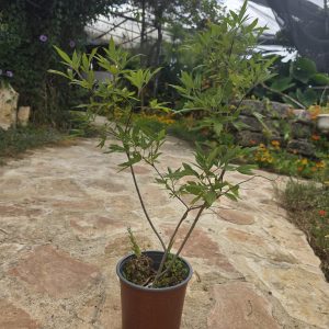 שתיל שיח אברהם מצוי / Vitex agnus-castus
