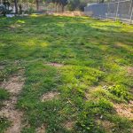 אחו טבעי כפר שמריהו 3- זרעים מציון