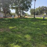אחו טבעי כפר שמריהו 8- זרעים מציון