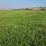אחו טבעי מושב הבונים 9- חוף הכרמל - זרעים מציון