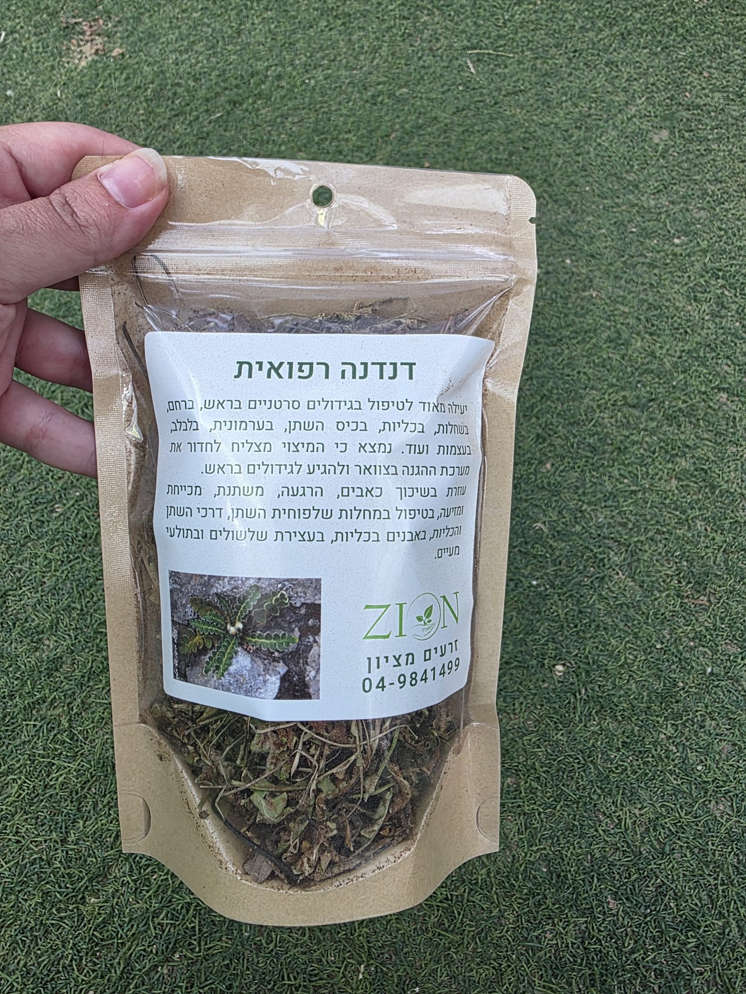 דנדנה רפואית מיובשת – Asplenium ceterach