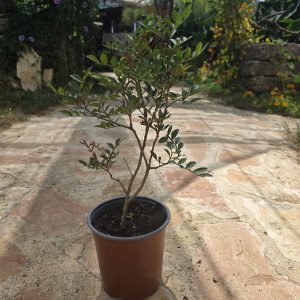 שתיל אלת המסטיק / Pistacia lentiscus