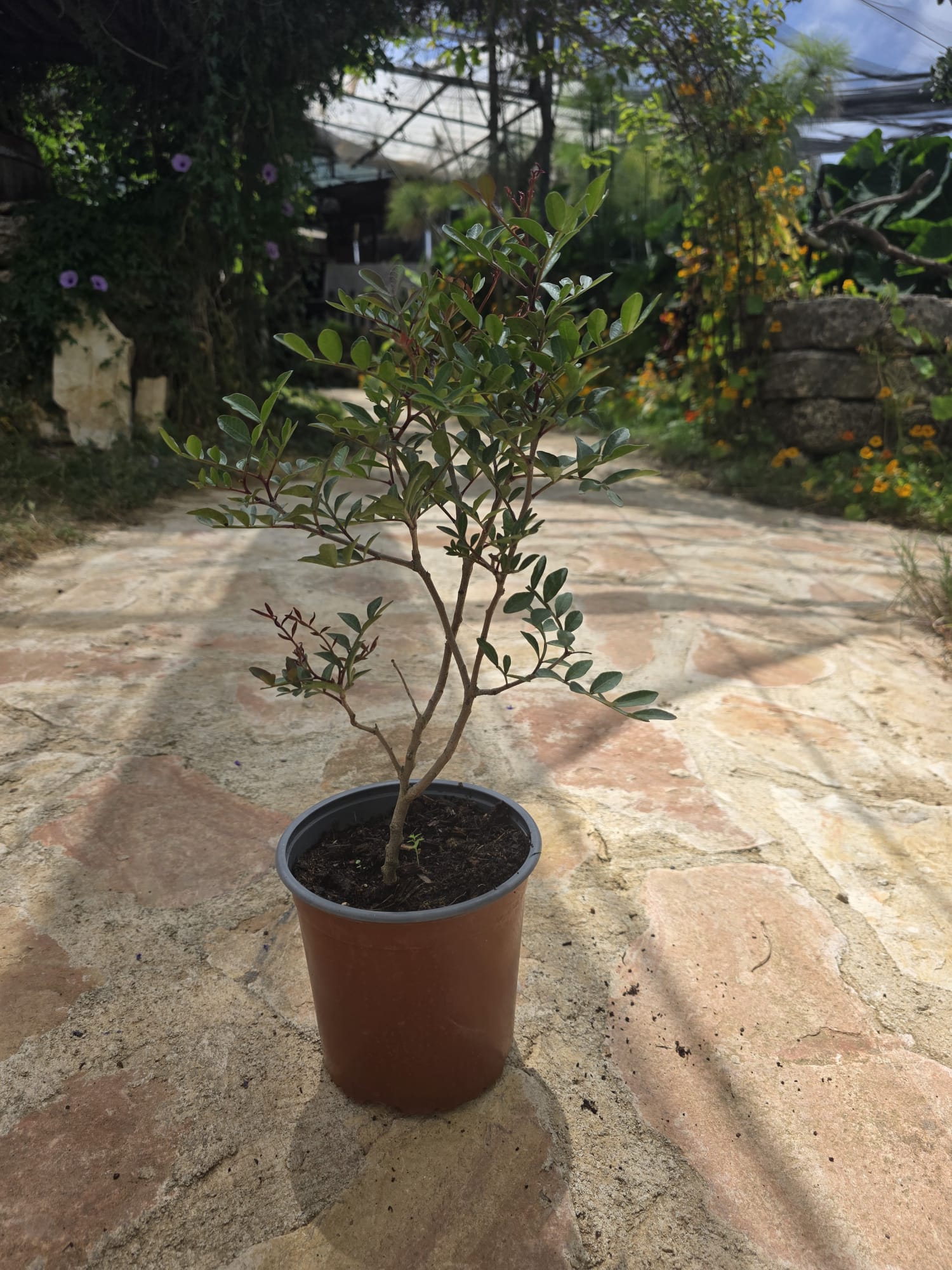 שתיל אלת המסטיק / Pistacia lentiscus