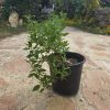 שתיל לוטם מרווני / Cistus salviifolius