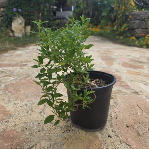 שתיל לוטם מרווני / Cistus salviifolius