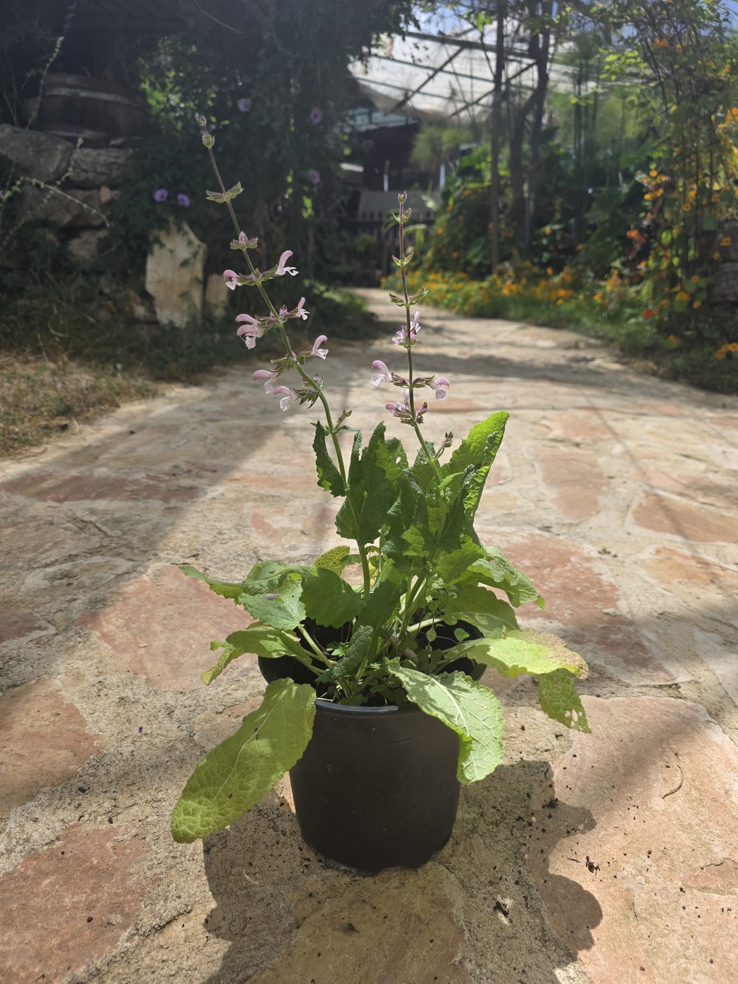 שתיל מרוות ירושלים / Salvia hierosolymitana