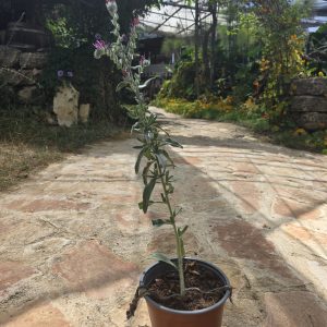 שתיל עכנאי שרוע / Echium sabulicola
