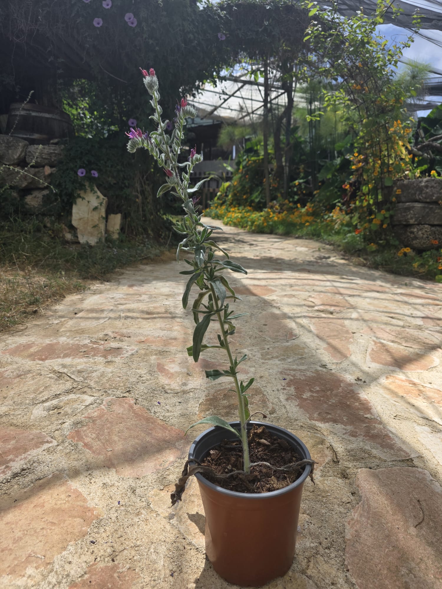 שתיל עכנאי שרוע / Echium sabulicola