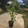שתיל ערברבה שעירה / Epilobium hirsutum