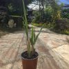 שתיל עשב לימון (לימונית) / Cymbopogon citratus