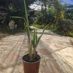 שתיל עשב לימון (לימונית) / Cymbopogon citratus