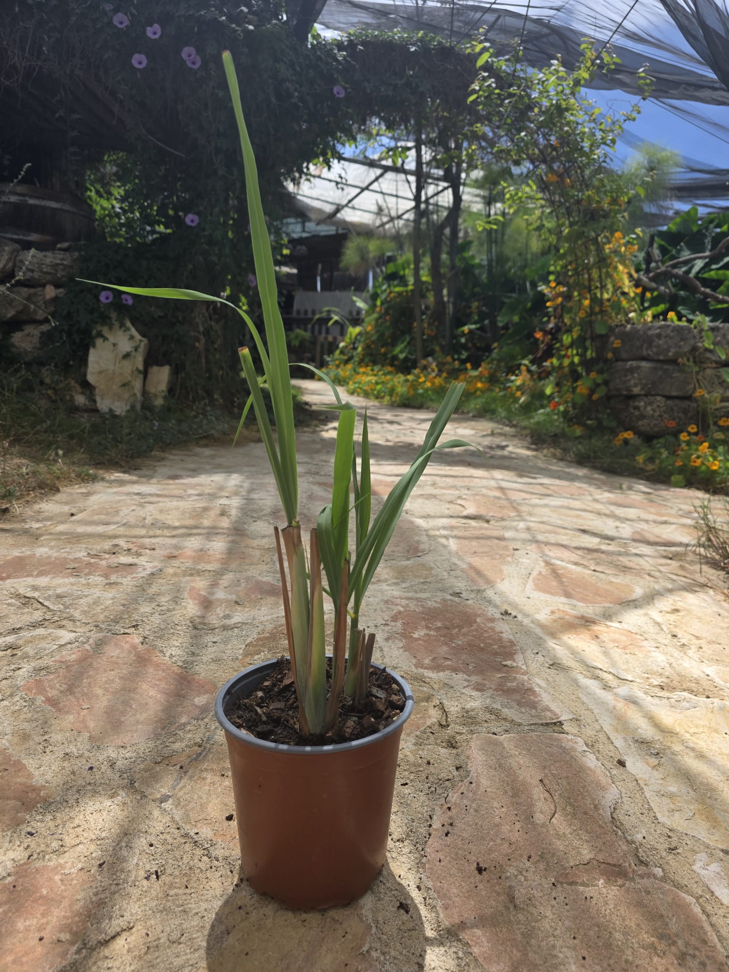 שתיל עשב לימון (לימונית) / Cymbopogon citratus