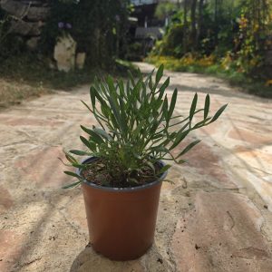 שתיל קריתמון ימי / Crithmum maritimum