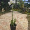 שתיל שושן צחור / Lilium candidum