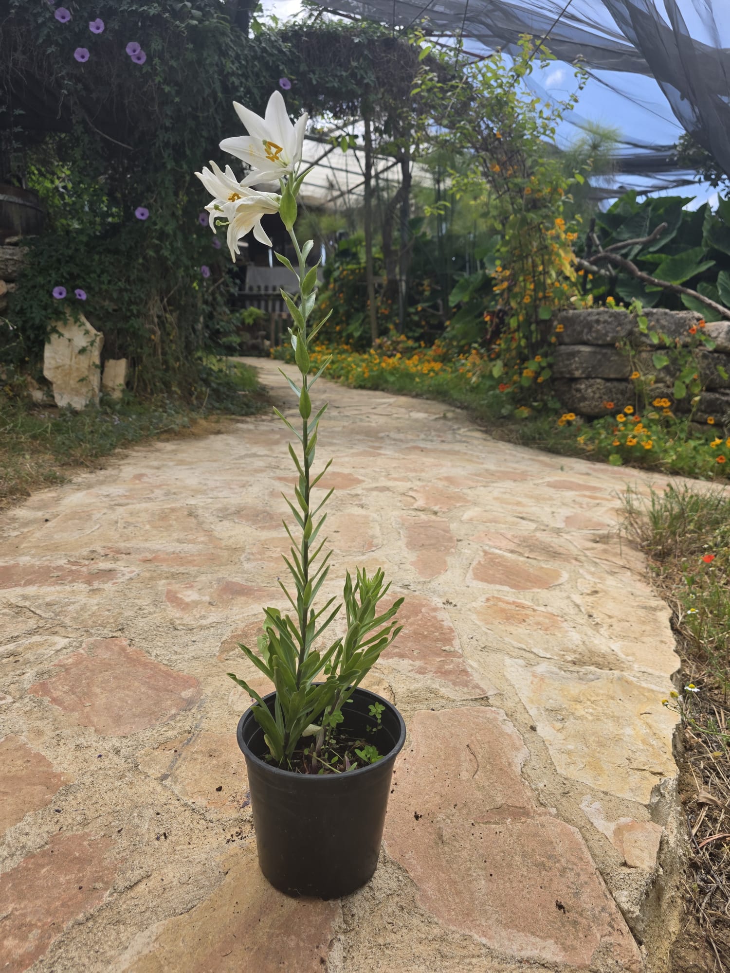 שתיל שושן צחור / Lilium candidum