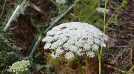 אמיתה גדולה / Ammi majus