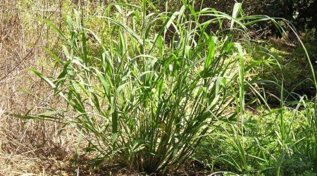 דוחן זוחל / Panicum repens