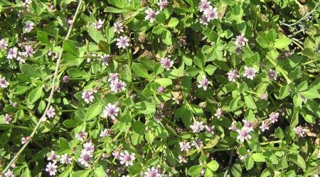ליפיה זוחלת / Phyla nodiflora