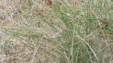 סמר חד / Juncus acutus