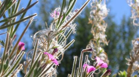 ערברבה שעירה / Epilobium hirsutum