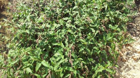ארכובית הכתמים / Polygonum lapathifolium