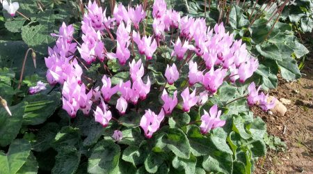 מארז רקפת פקעת גדולה- 2 יחידות / Cyclamen persicum