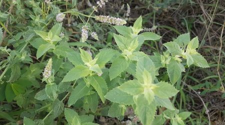 נענע משובלת / Mentha longifolia