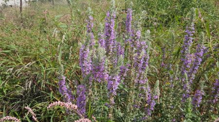 שנית גדולה / Lythrum salicaria