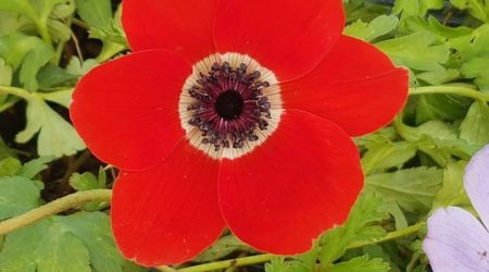 כלנית מצויה / Anemone coronaria
