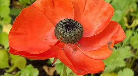 נורית אסיה / Ranunculus asiaticus